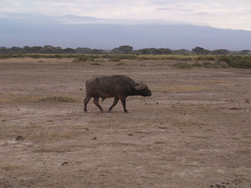 gal/Kenya/P7180302_Amboseli_Safari.JPG