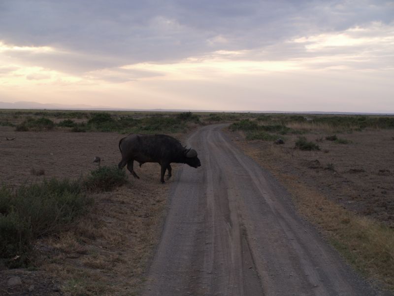 gal/Kenya/P7180303_Amboseli_Safari.JPG