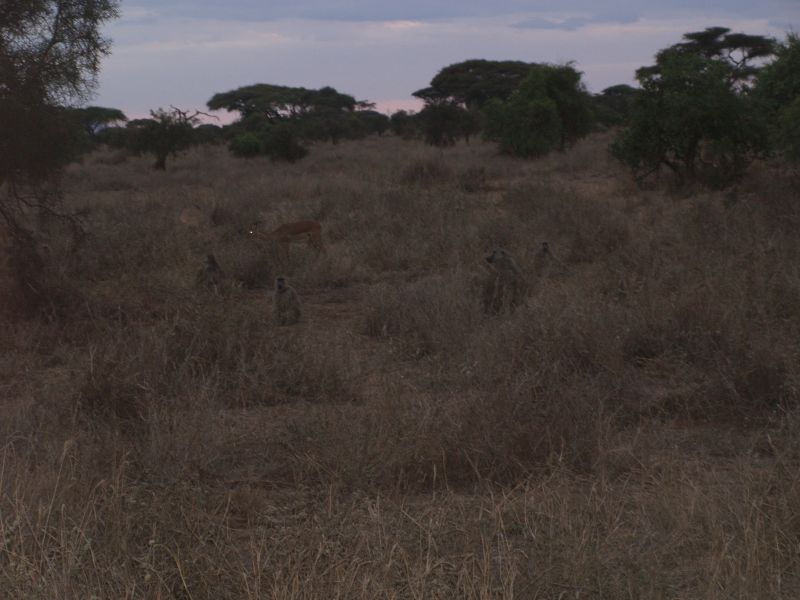gal/Kenya/P7180306_Amboseli_Safari.JPG