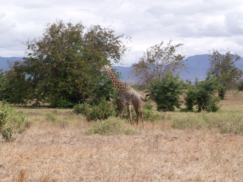 gal/Kenya/P7210350_Tsavo_Safari.JPG