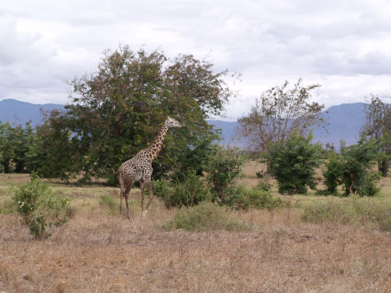 gal/Kenya/P7210352_Tsavo_Safari.JPG