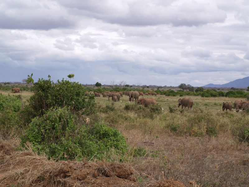 gal/Kenya/P7210357_Tsavo_Safari.JPG