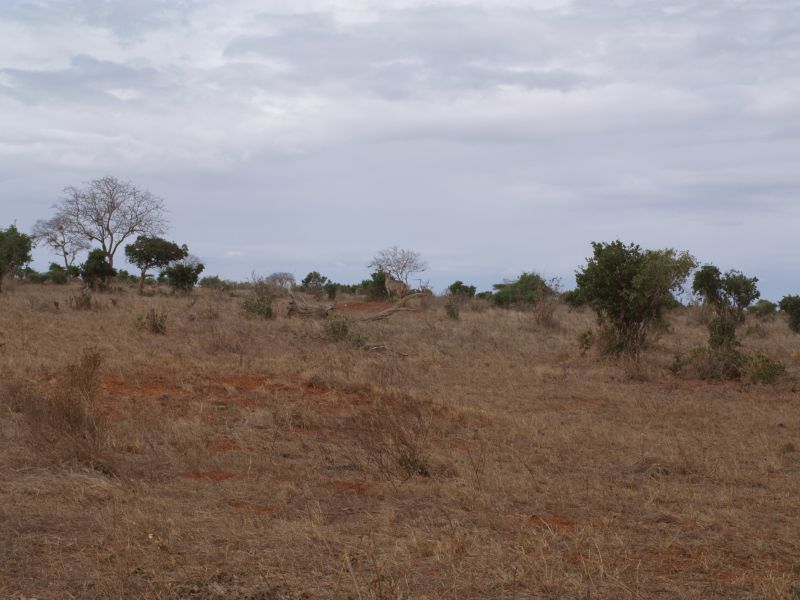 gal/Kenya/P7210366_Tsavo_Safari.JPG