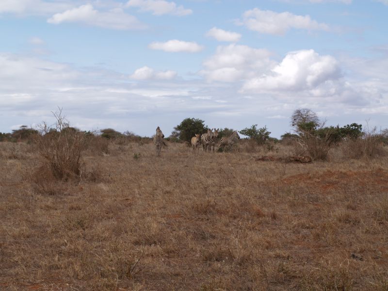 gal/Kenya/P7210367_Tsavo_Safari.JPG