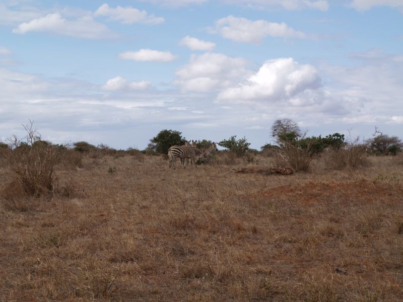 gal/Kenya/P7210368_Tsavo_Safari.JPG