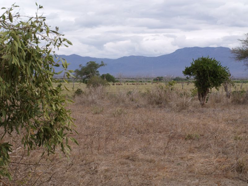 gal/Kenya/P7210370_Tsavo_Safari.JPG