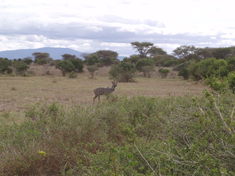 gal/Kenya/P7210380_Tsavo_Safari.JPG