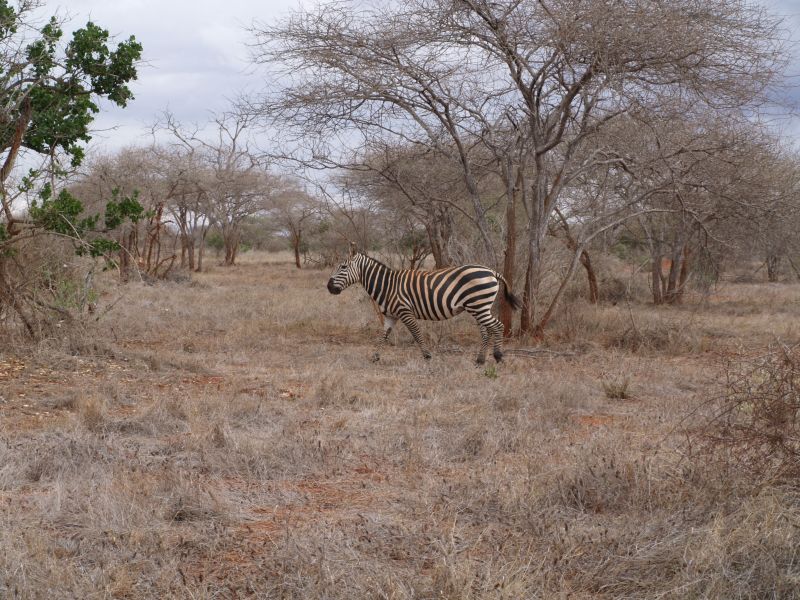 gal/Kenya/P7210382_Tsavo_Safari.JPG