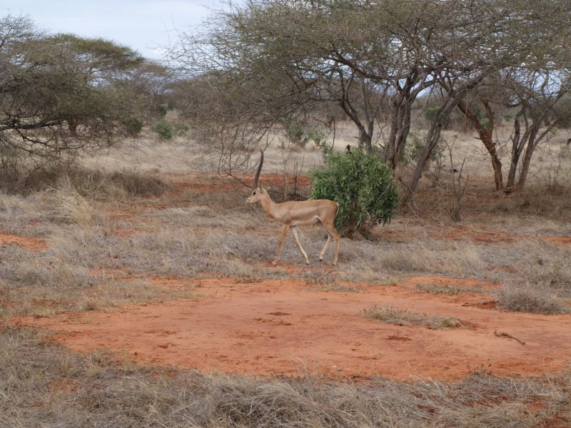 gal/Kenya/P7210386_Tsavo_Safari.JPG