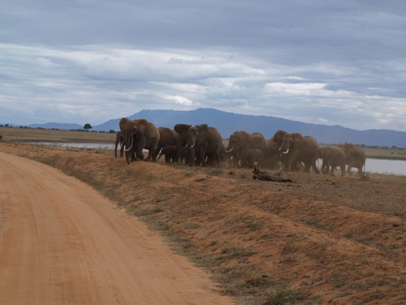 gal/Kenya/P7210414_Tsavo_Safari.JPG
