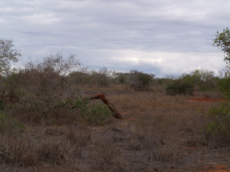 gal/Kenya/P7210430_Tsavo_Safari.JPG