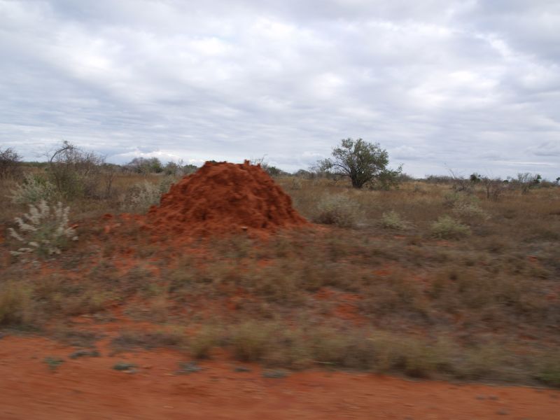 gal/Kenya/P7210434_Tsavo_Safari.JPG
