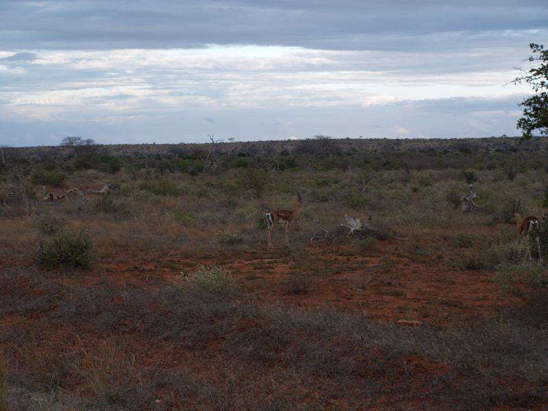 gal/Kenya/P7210446_Tsavo_Safari.JPG