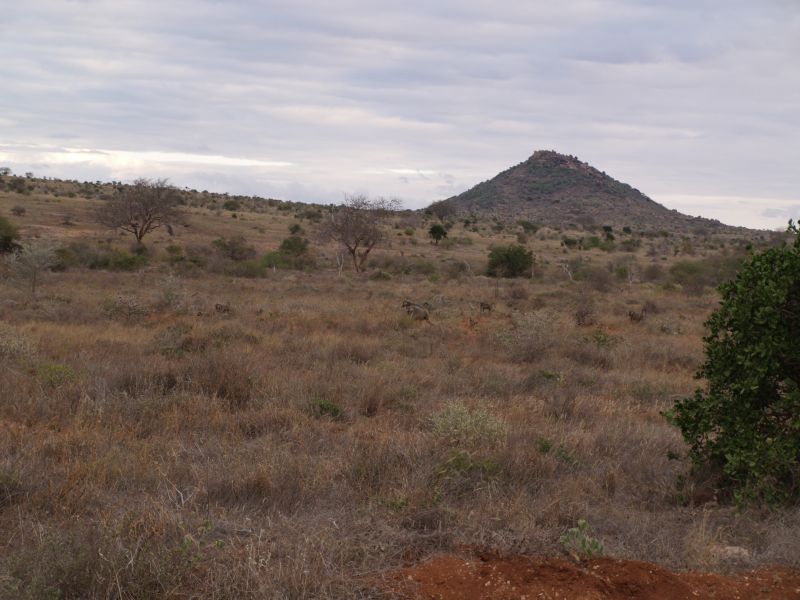 gal/Kenya/P7210449_Tsavo_Safari.JPG