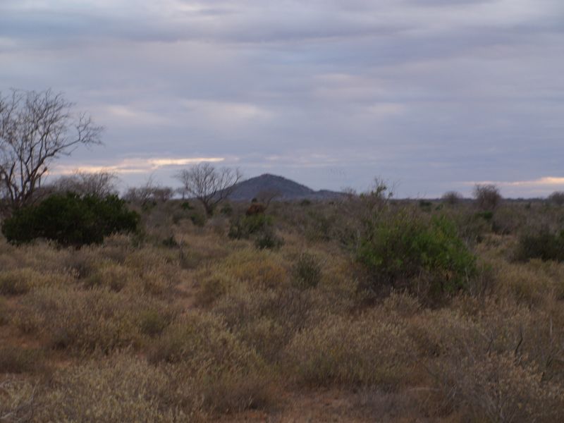 gal/Kenya/P7210453_Tsavo_Safari.JPG