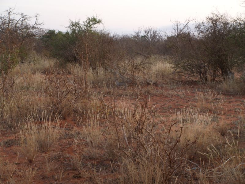 gal/Kenya/P7220484_Tsavo_Safari.JPG