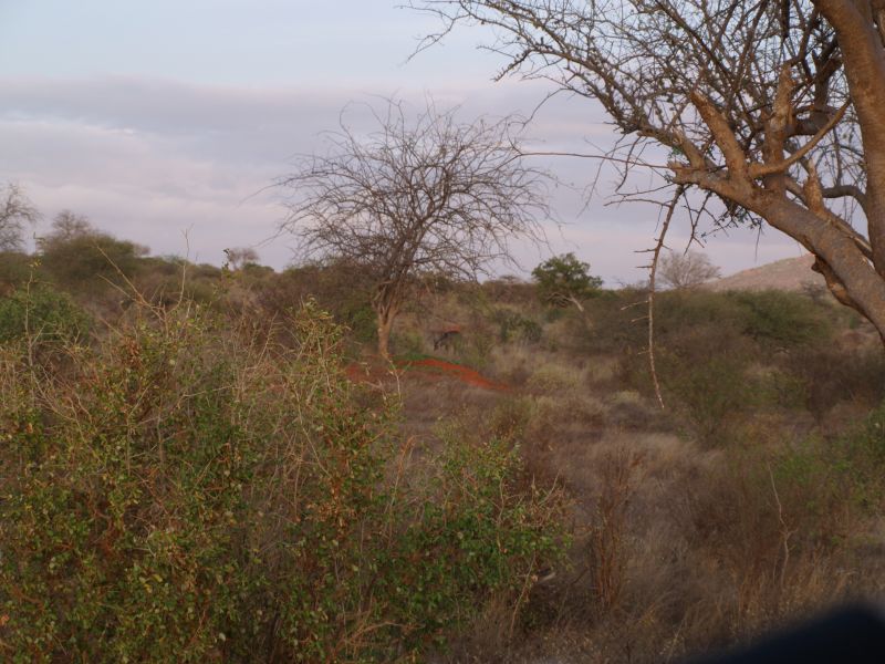 gal/Kenya/P7220487_Tsavo_Safari.JPG