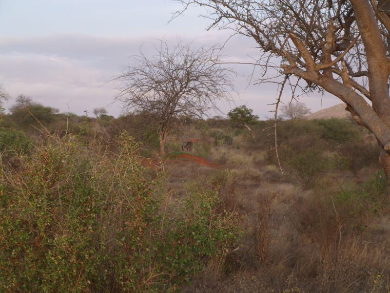 gal/Kenya/P7220488_Tsavo_Safari.JPG