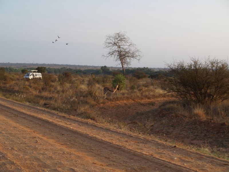 gal/Kenya/P7220490_Tsavo_Safari.JPG
