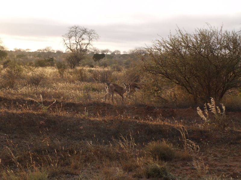 gal/Kenya/P7220492_Tsavo_Safari.JPG