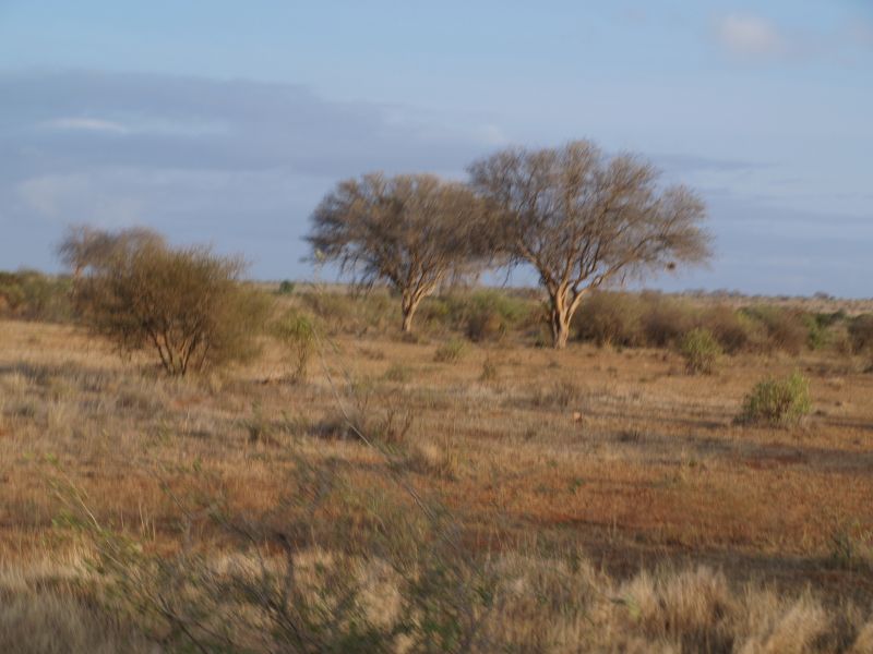 gal/Kenya/P7220504_Tsavo_Safari.JPG