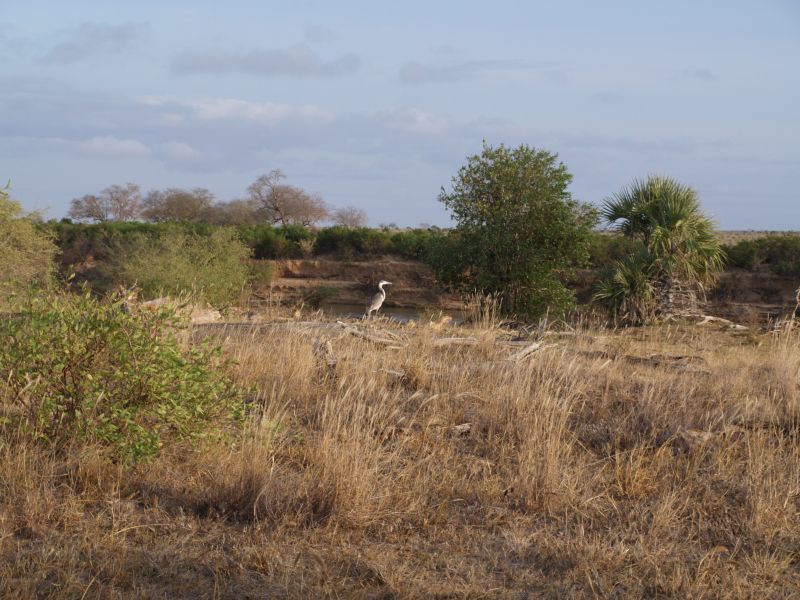 gal/Kenya/P7220512_Tsavo_Safari.JPG
