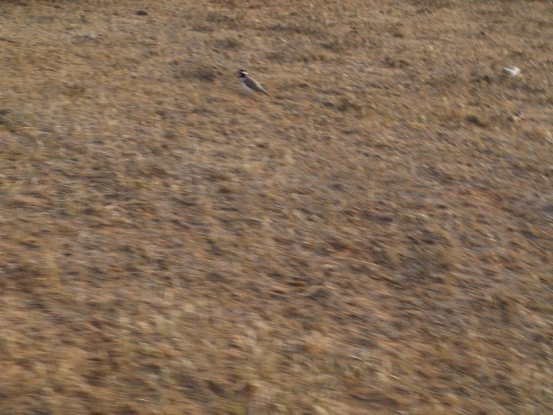 gal/Kenya/P7220516_Tsavo_Safari.JPG