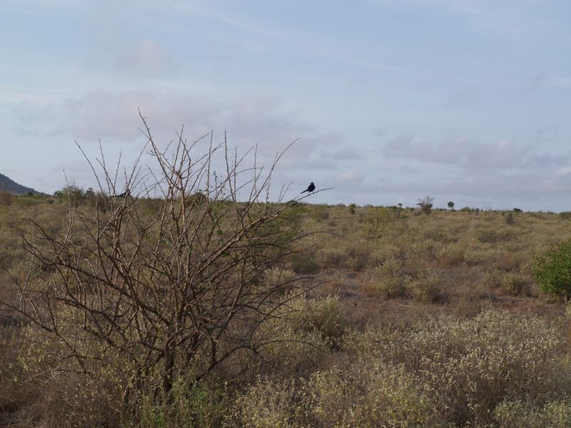 gal/Kenya/P7220521_Tsavo_Safari.JPG