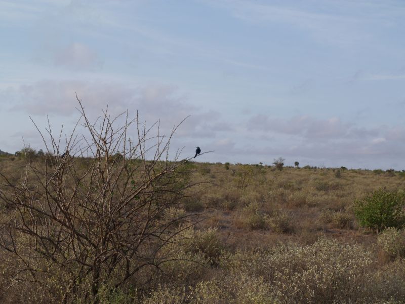 gal/Kenya/P7220522_Tsavo_Safari.JPG