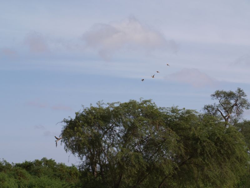 gal/Kenya/P7220530_Tsavo_Safari.JPG