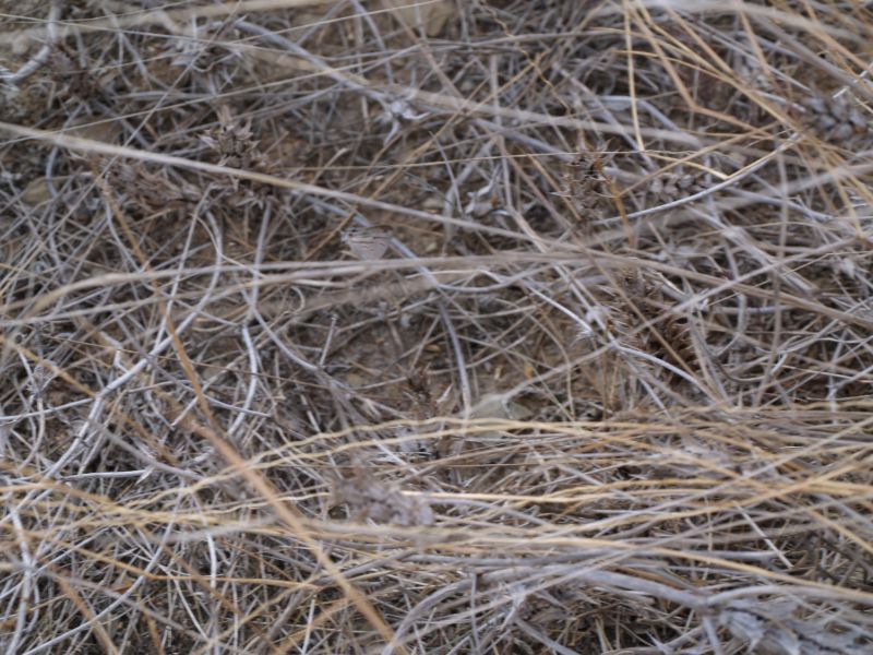 gal/Kenya/P7220556_Tsavo_Safari.JPG