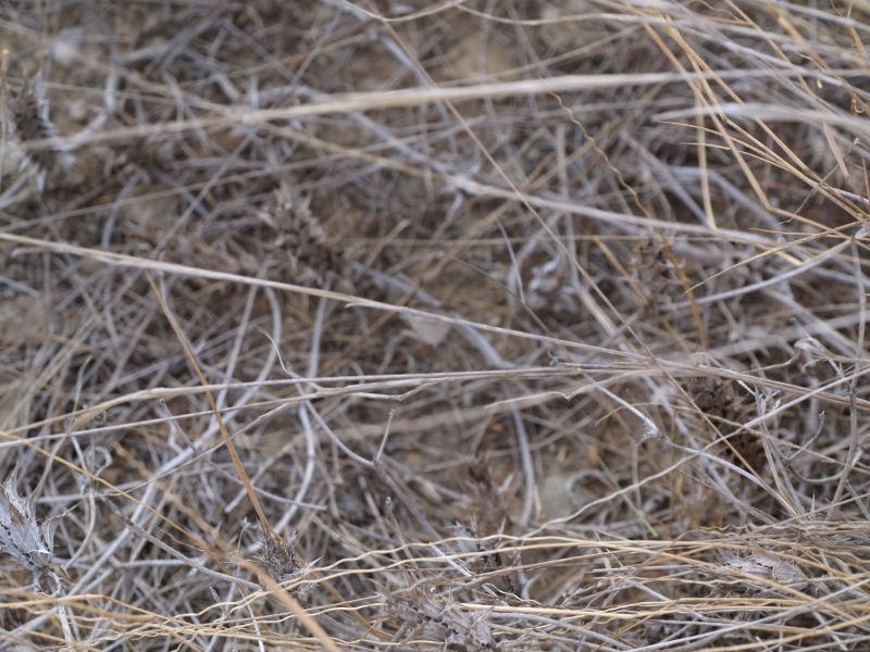 gal/Kenya/P7220557_Tsavo_Safari.JPG