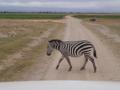 gal/Kenya/_thb_P7180096_Amboseli_Safari.JPG