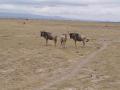 gal/Kenya/_thb_P7180142_Amboseli_Safari.JPG