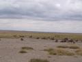 gal/Kenya/_thb_P7180143_Amboseli_Safari.JPG