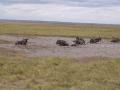 gal/Kenya/_thb_P7180145_Amboseli_Safari.JPG