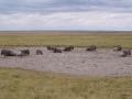 gal/Kenya/_thb_P7180146_Amboseli_Safari.JPG