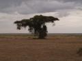gal/Kenya/_thb_P7180196_Amboseli_Safari.JPG