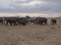 gal/Kenya/_thb_P7180245_Amboseli_Safari.JPG