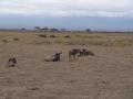 gal/Kenya/_thb_P7180255_Amboseli_Safari.JPG