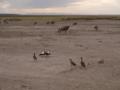 gal/Kenya/_thb_P7180281_Amboseli_Safari.JPG