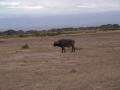 gal/Kenya/_thb_P7180299_Amboseli_Safari.JPG