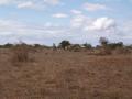 gal/Kenya/_thb_P7210367_Tsavo_Safari.JPG