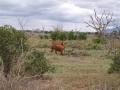 gal/Kenya/_thb_P7210375_Tsavo_Safari.JPG