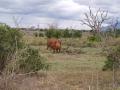 gal/Kenya/_thb_P7210377_Tsavo_Safari.JPG