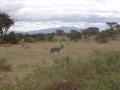 gal/Kenya/_thb_P7210378_Tsavo_Safari.JPG