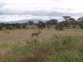 gal/Kenya/_thb_P7210379_Tsavo_Safari.JPG