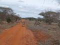 gal/Kenya/_thb_P7210384_Tsavo_Safari.JPG
