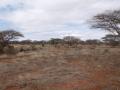 gal/Kenya/_thb_P7210387_Tsavo_Safari.JPG