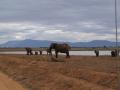gal/Kenya/_thb_P7210410_Tsavo_Safari.JPG